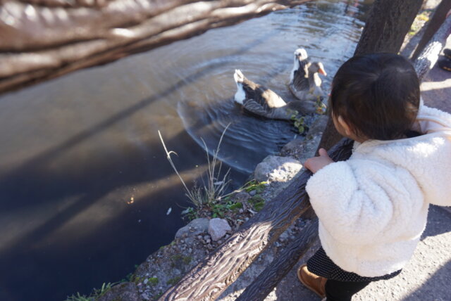 湯布院の金鱗湖の鳥に興味津々な子供を撮影した写真
